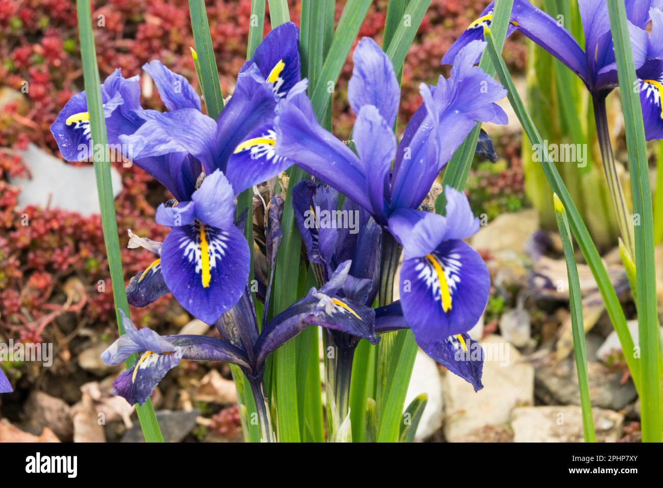 Iris reticulata, Harmony, Iris, Dwarf, Plant, Rock garden, Spring Stock Photo