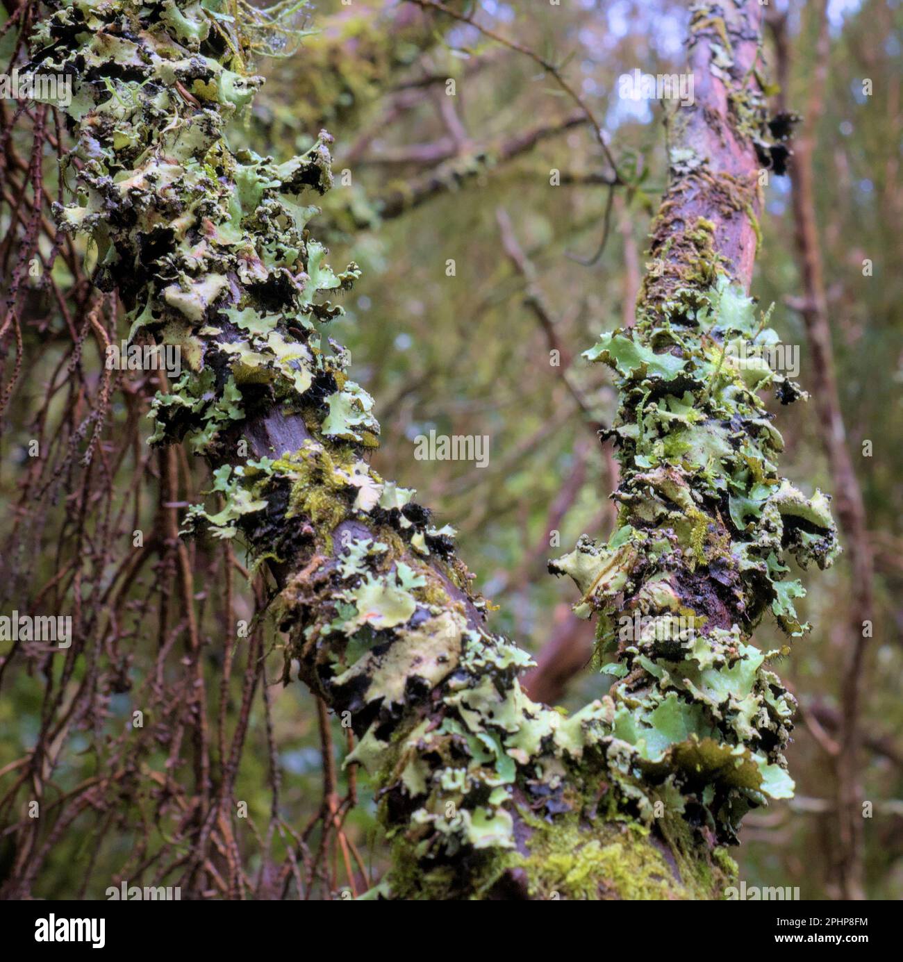 Close up of a Lobaria pulmonaria. Green algae and fungus.  Stock Photo