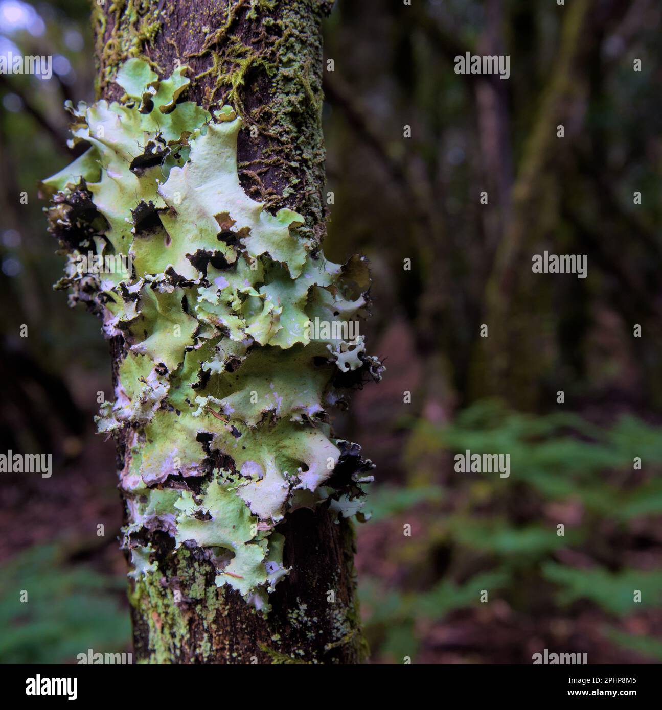Close up of a Lobaria pulmonaria. Green algae and fungus.  Stock Photo