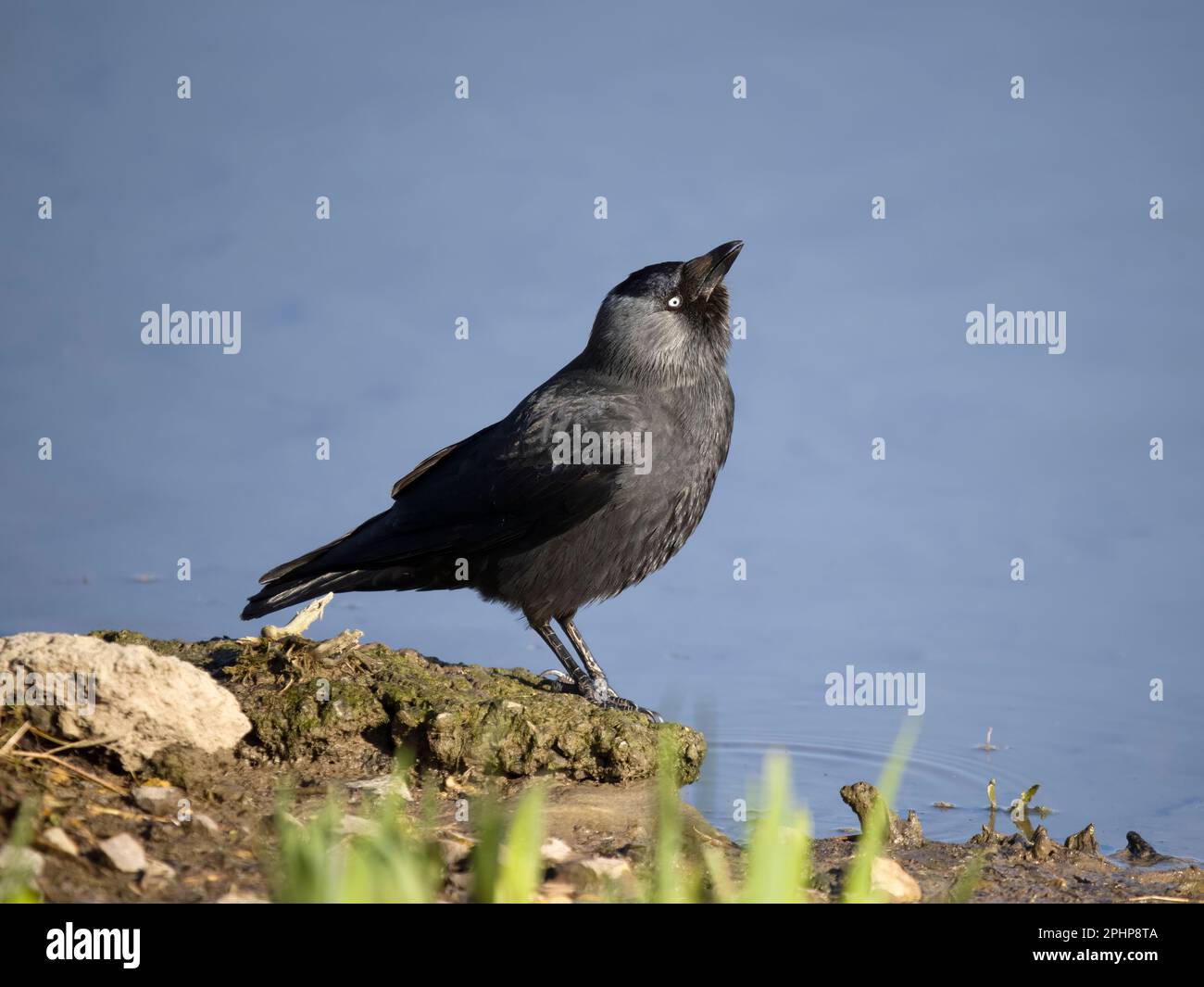 Jackdaw, Corvus monedula, single bird by water,  Gloucestershire, March 2023 Stock Photo