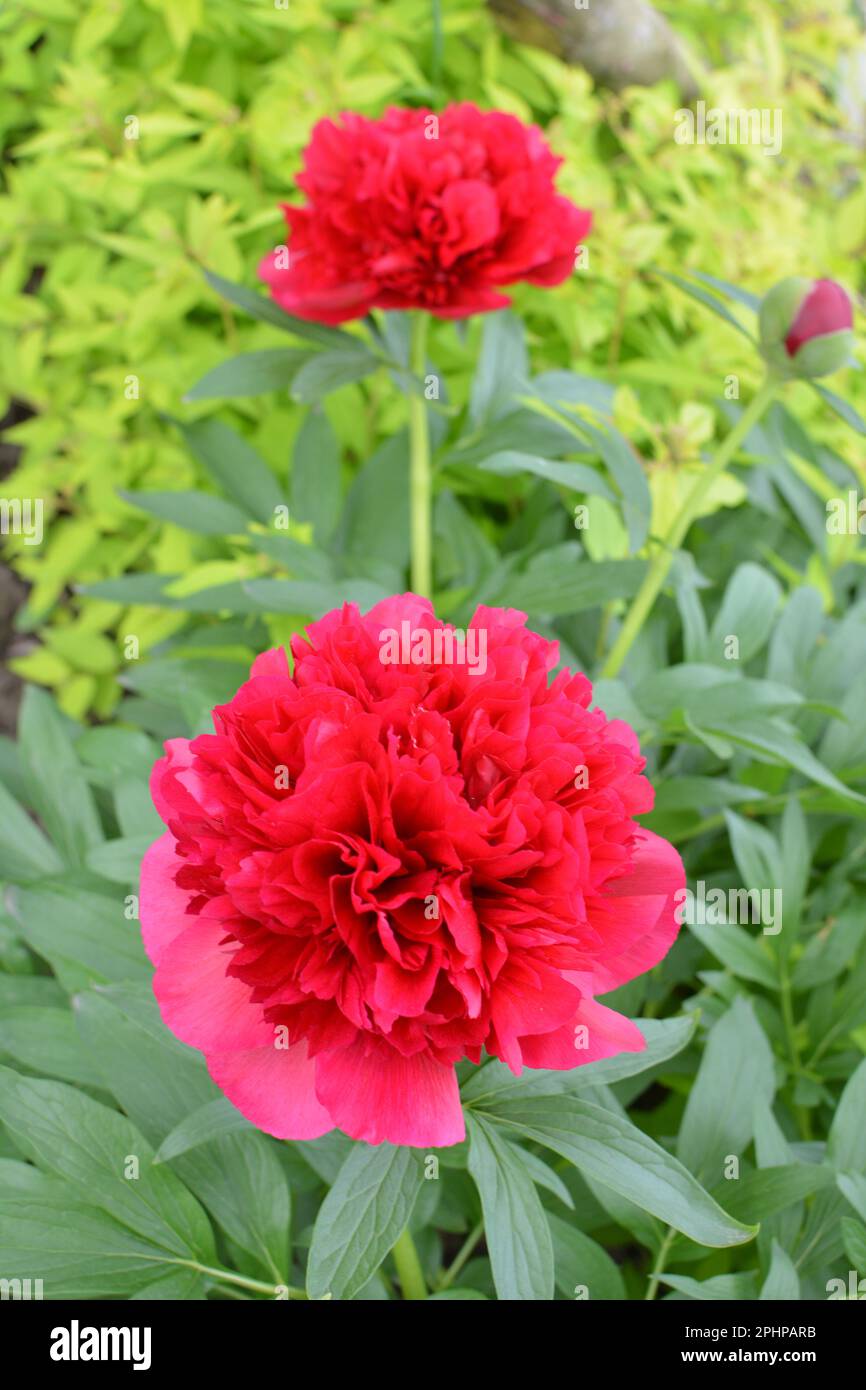 In the garden on a flower bed peony blooms Stock Photo - Alamy