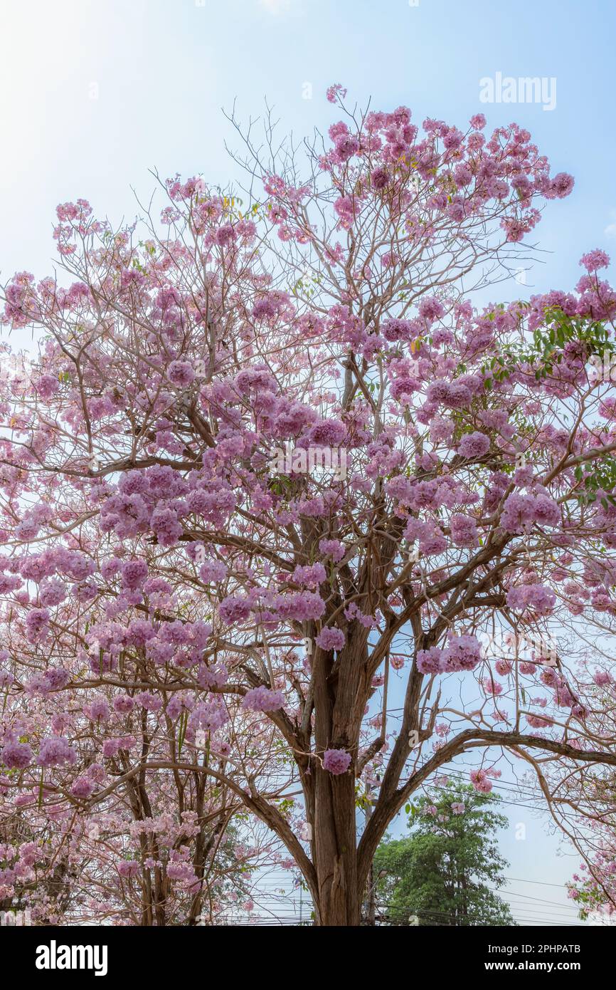 View of Pink Tecoma, Pink Trumpet Tree. Fresh Pink flowers Tabebuia rosea blossom on branches of the pink trumpet tree. Pink Tecoma is popularly plant Stock Photo