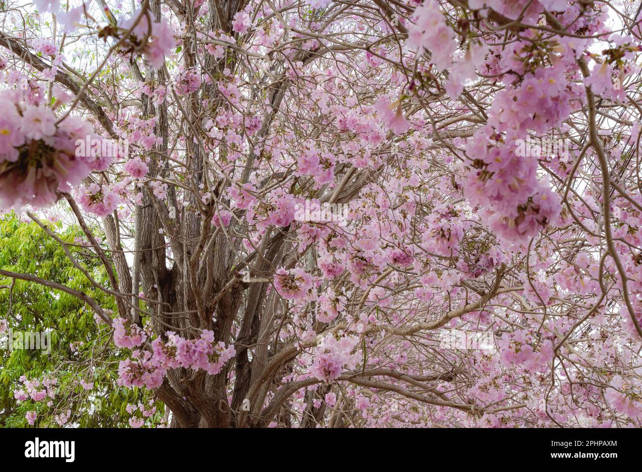 View of Pink Tecoma, Pink Trumpet Tree. Fresh Pink flowers Tabebuia rosea blossom on branches of the pink trumpet tree. Pink Tecoma is popularly plant Stock Photo