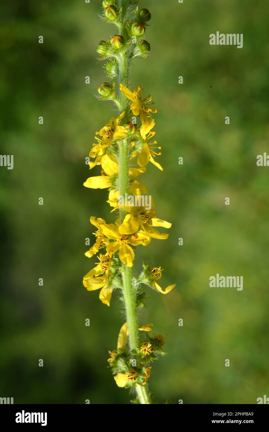 Summer in the wild among wild grasses is blooming agrimonia eupatoria Stock Photo
