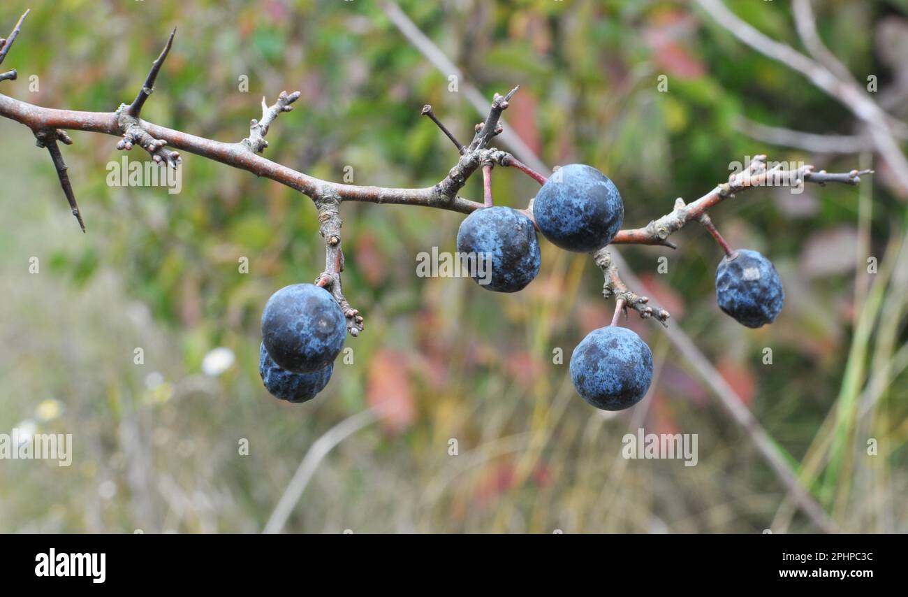 On the branch bush mature dark blue berries blackthorn. Stock Photo