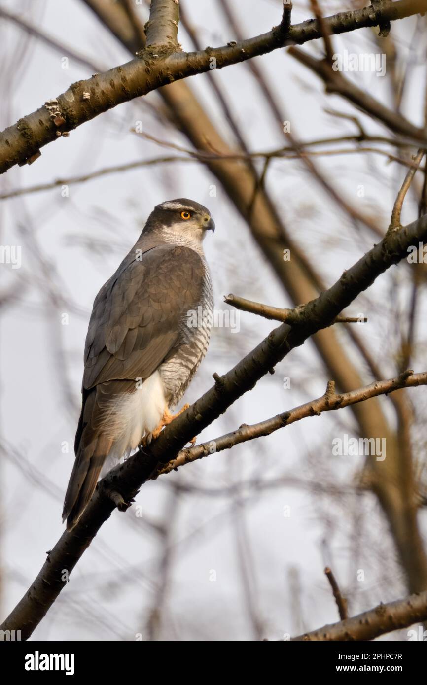 inconspicuous... Goshawk ( Accipiter gentilis ), male goshawk in the branches of the trees Stock Photo