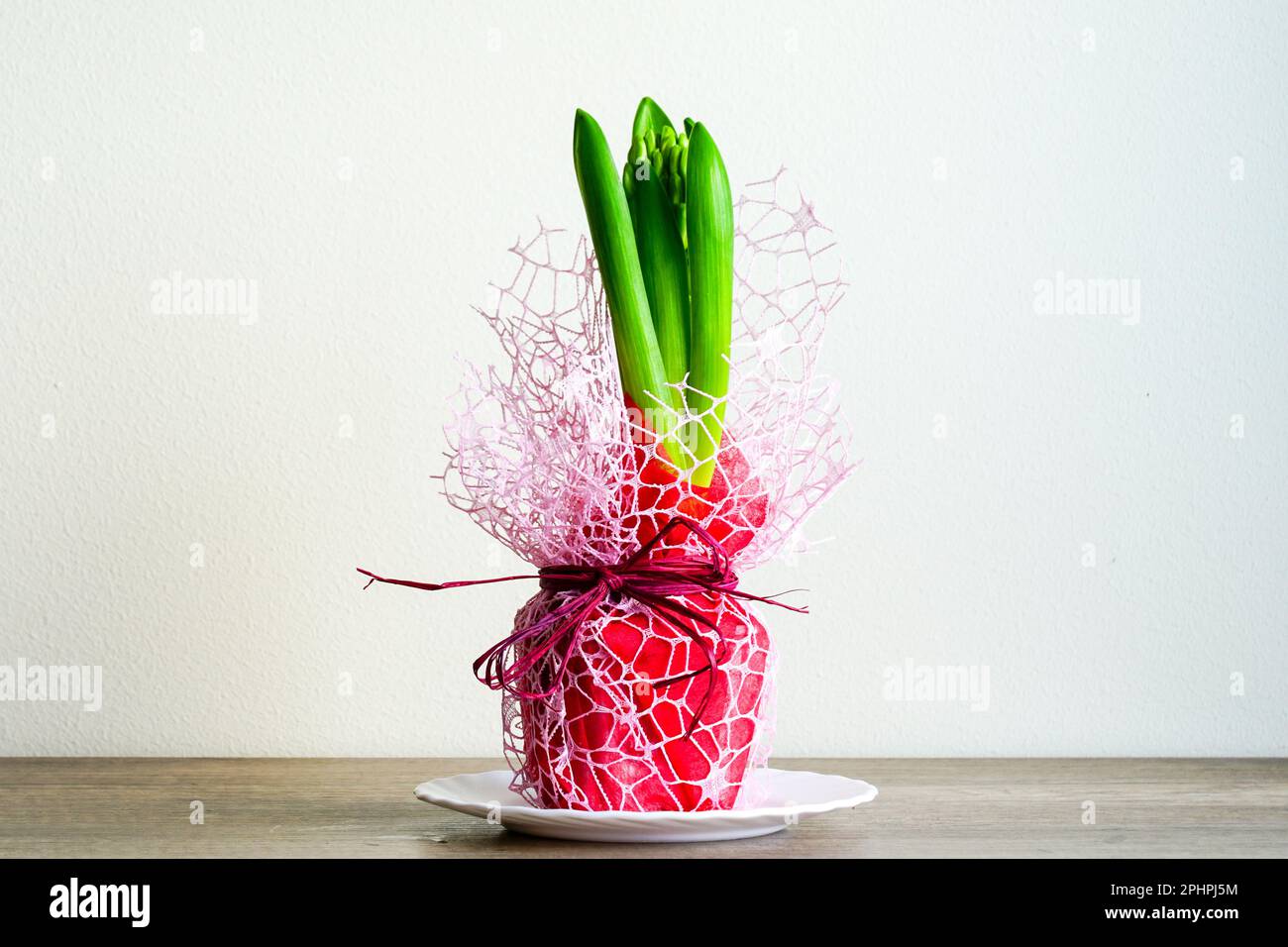 Small unbloomed hyacinth flower bud in a pot covered with red paper and decorative mesh on a