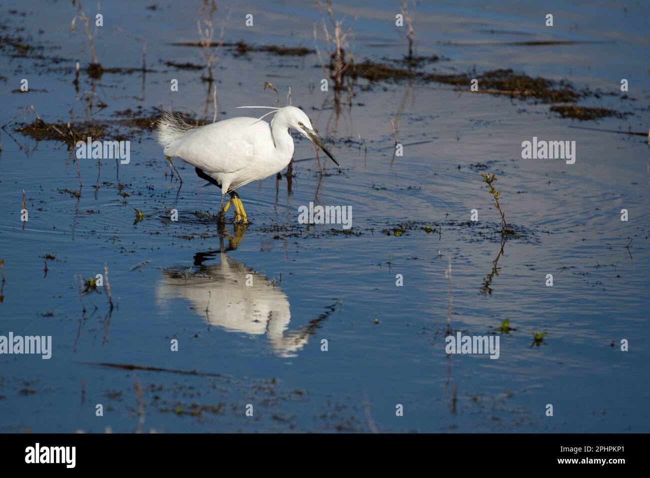 A single Little Egret Egretta garzetta wading in the shallow wetlands searching for food at Conwy RSPB reserve, North Wales Stock Photo