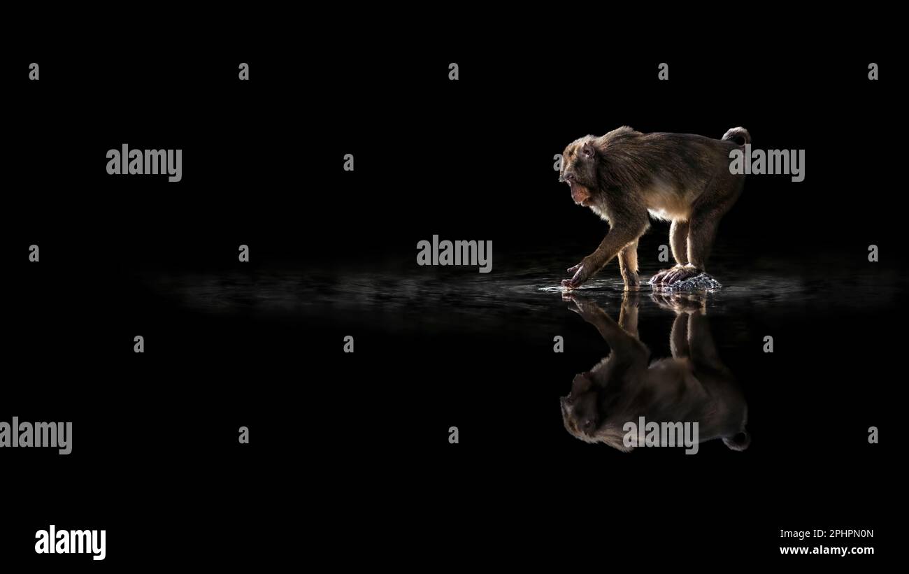 A singel monkey staning on a stone in water, reflection, black background, minimalism, copy space, negative space Stock Photo