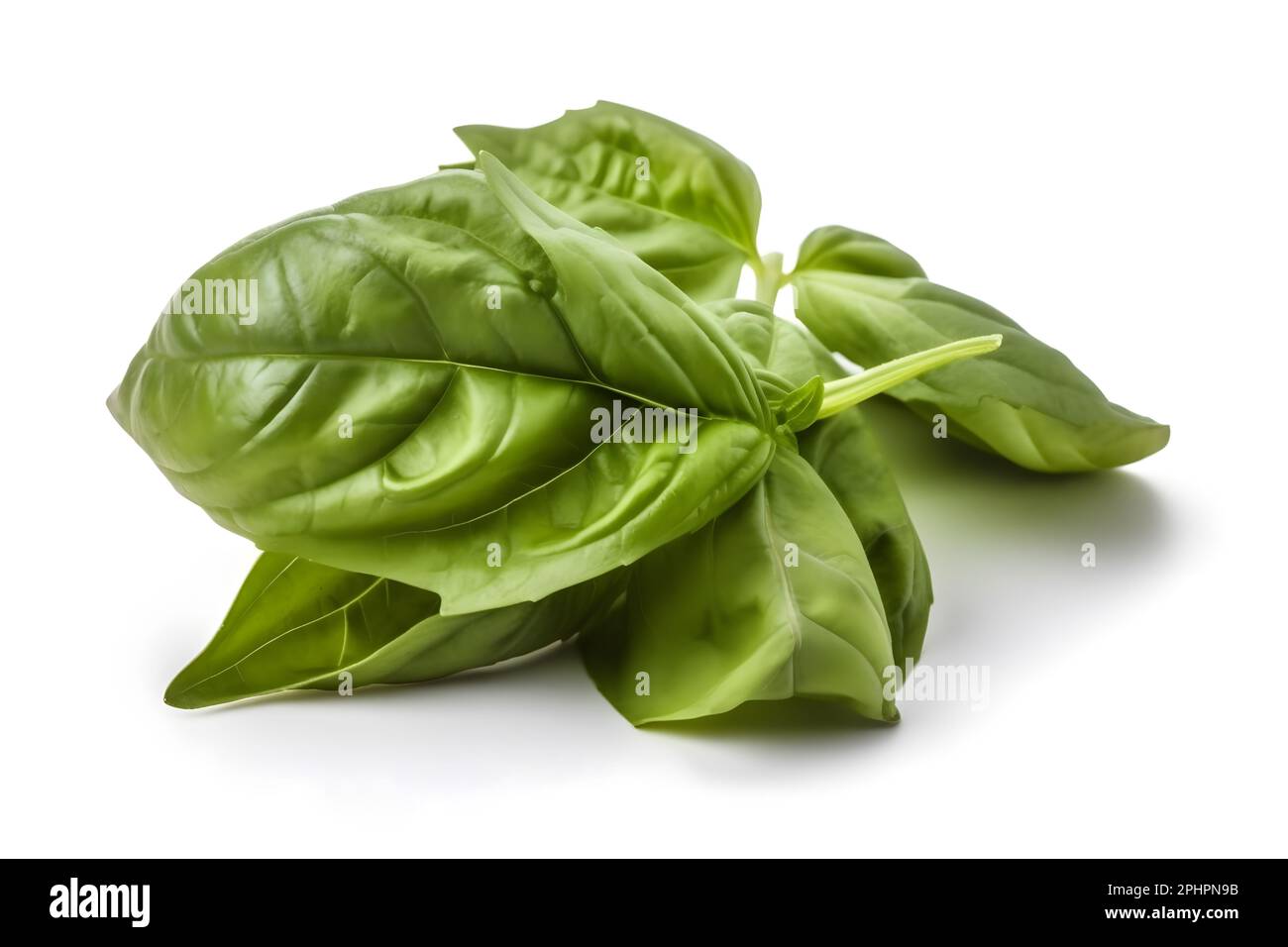 Basil twig hi-res stock photography and images - Alamy