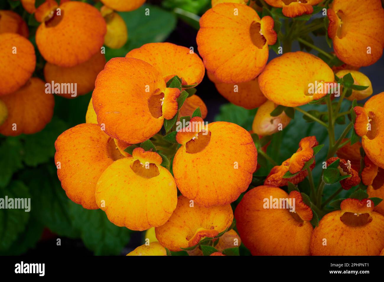 Beautiful Calceolaria flower also called lady's purse, slipper flower and pocketbook flower Stock Photo