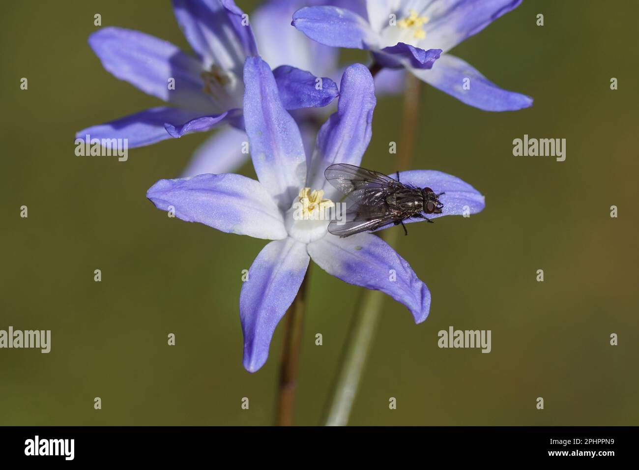 Closeup of the fly Helina evecta, family House flies, Muscidae. On a flower of Glory of the Snow (Chionodoxa luciliae), subfamily Scilloideae, Stock Photo