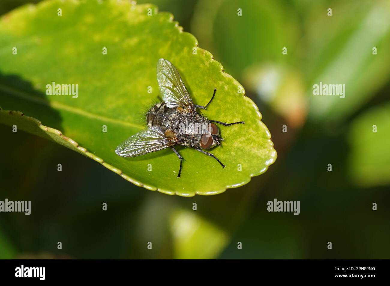 Male cluster fly (Pollenia), family Blow-flies (Calliphoridae) in the sun on a leaf of a Japanese spindle (Euonymus japonicus). Spring, March, Stock Photo