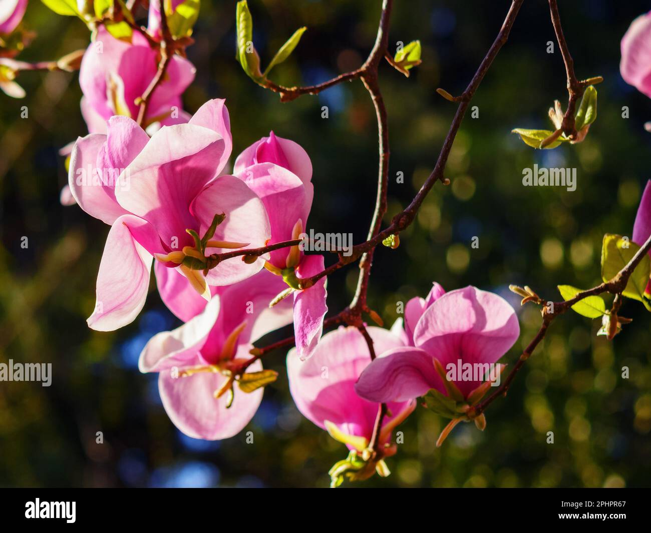 Magnolia in the countryside hi-res stock photography and images - Alamy