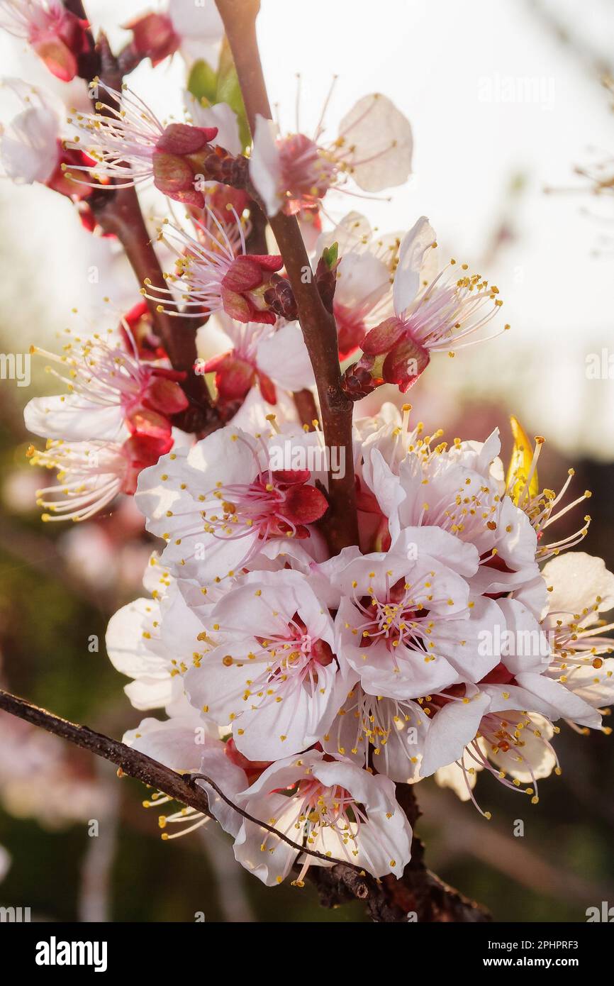 closeup of apple blossom in the garden. floral background on a warm april day Stock Photo