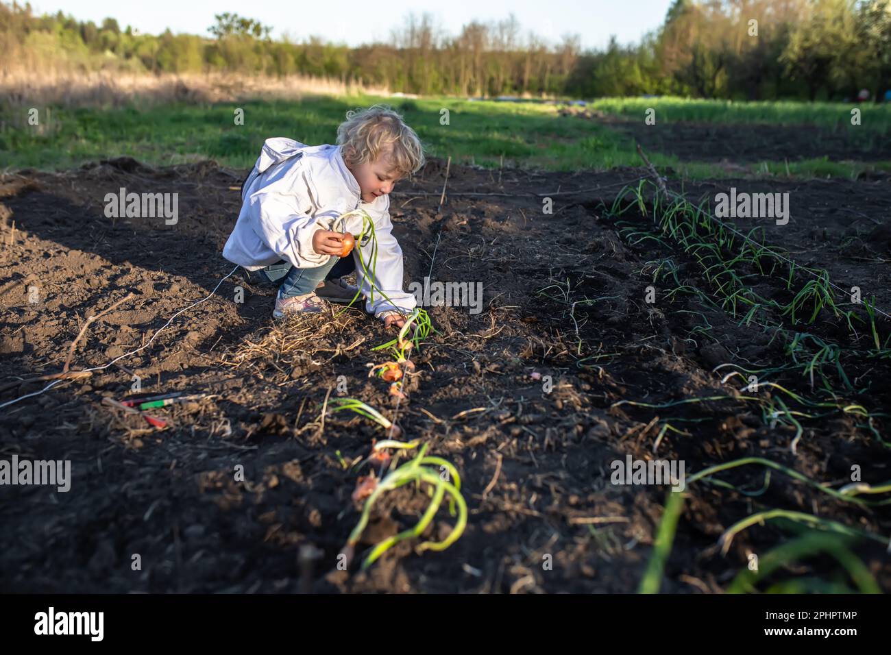 process of planting onions in ground in autumn. child helps to plant