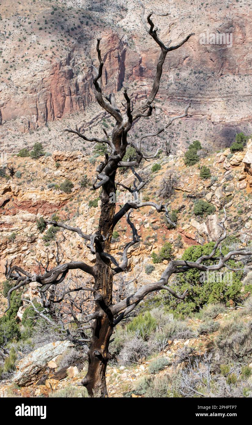 A barren tree could symbolize shattered hopes, desolation, old age or worry. With no vitality left, this tree stands alone at the beautiful Grand Cany Stock Photo