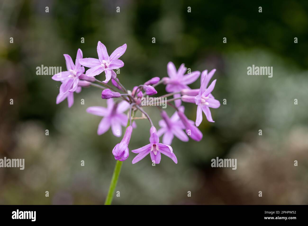 Close up of society garlic (tulbaghia violacea) flowers in bloom Stock Photo