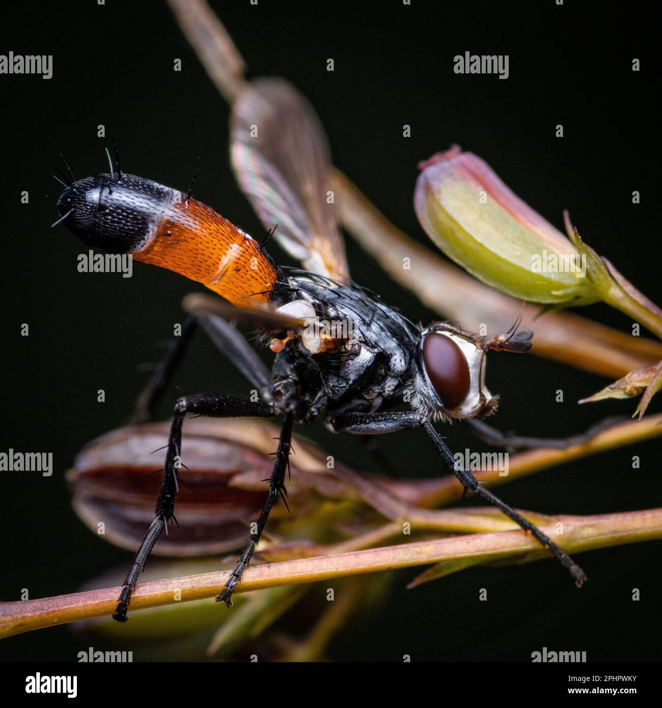 A macro shot of Cylindromyia brassicaria, a species of fly in the ...