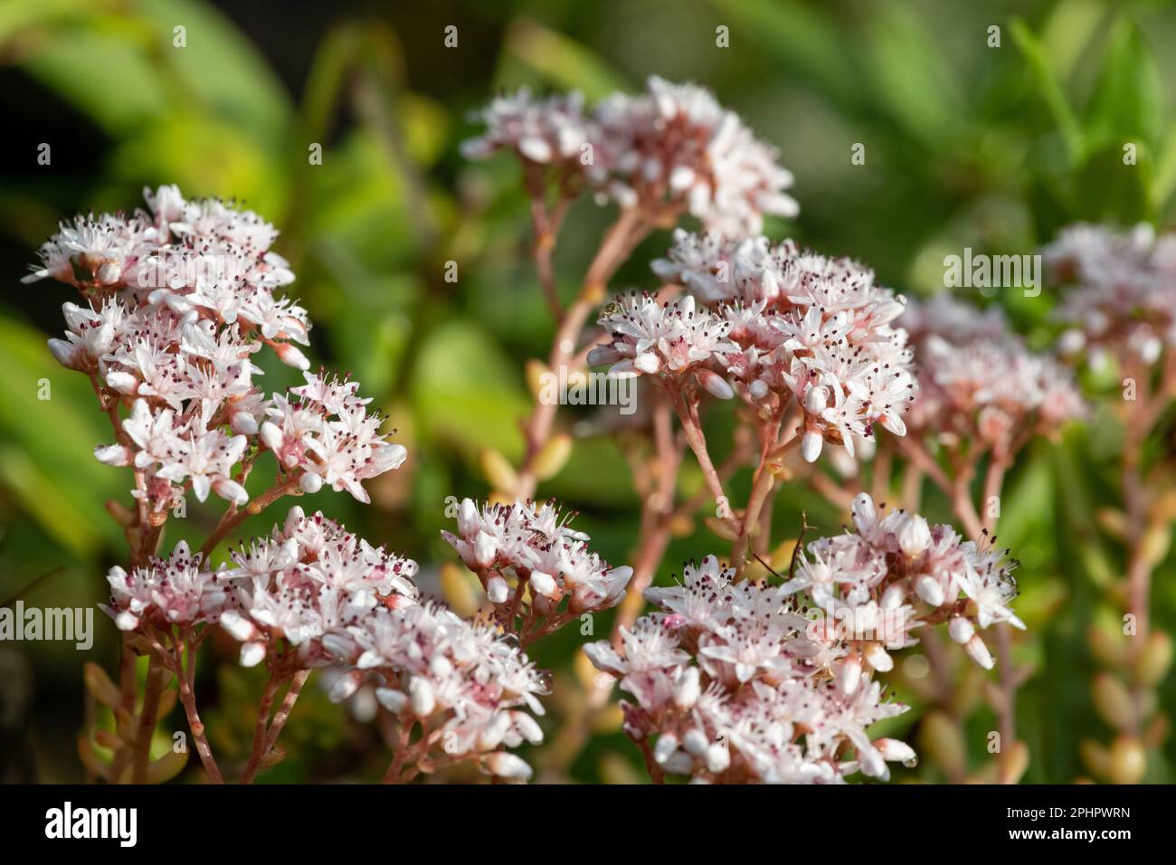 Close up of white stonecrop (sedum album) flowers in bloom Stock Photo