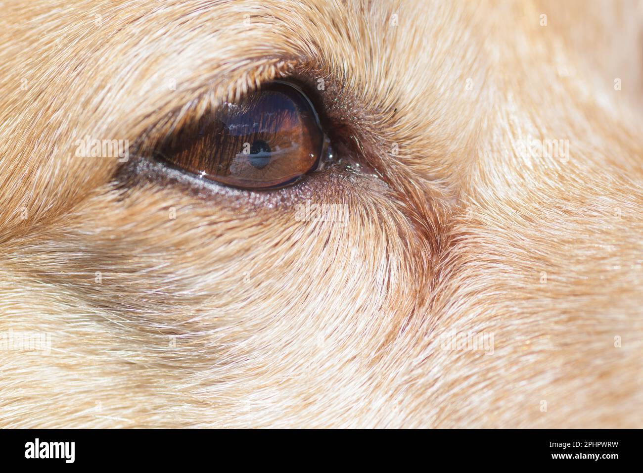 Close-up of right eye with brown iris and light brown hair on the face of a small dog. Pets, vision, eye disease and observation concepts Stock Photo