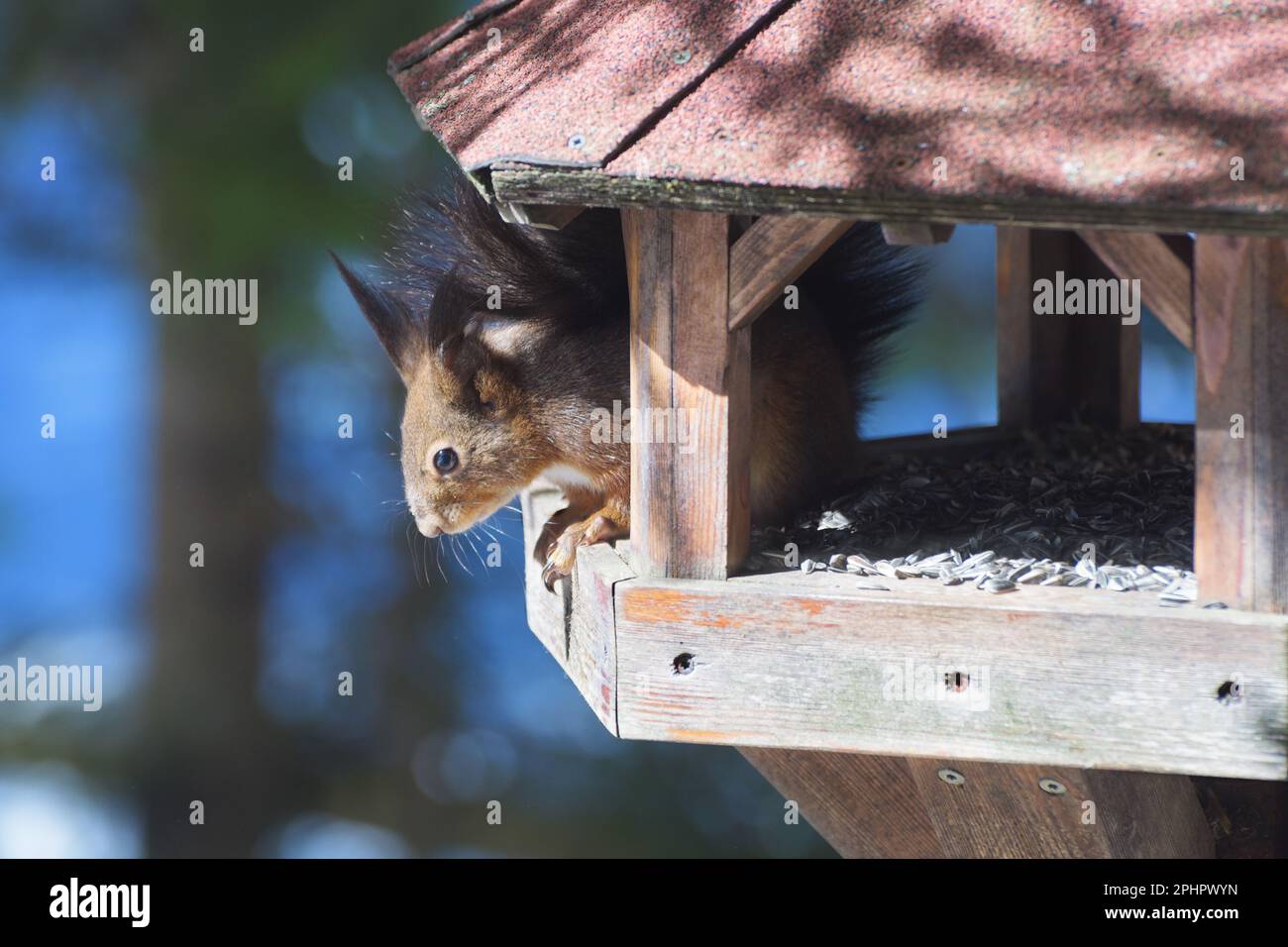 Close-up shot of a cute red squirrel in a bird feeder stealing seeds. Environment, natural habitat and endangered species concepts Stock Photo