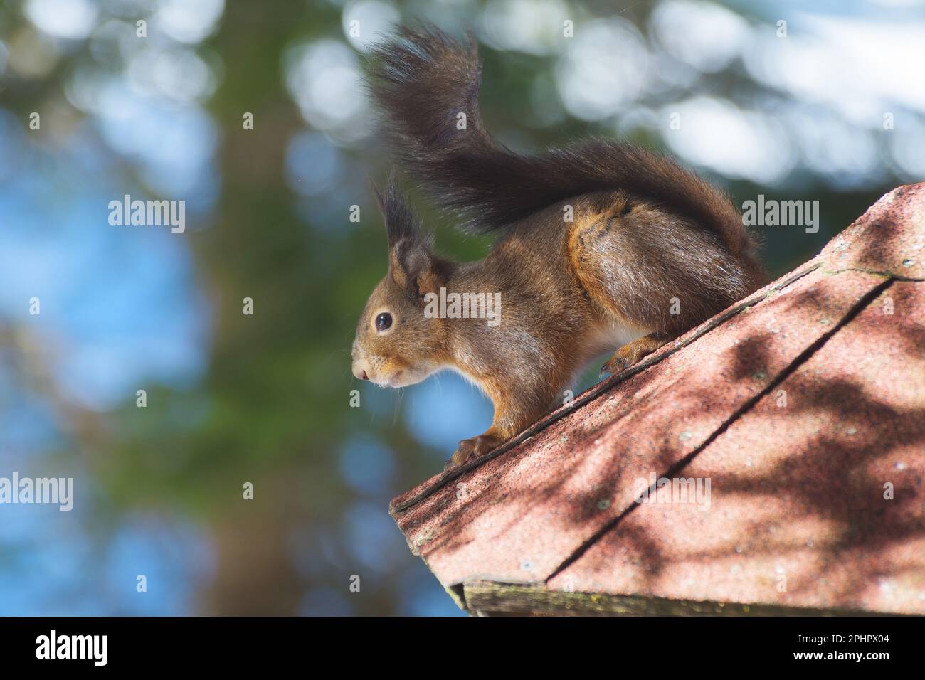 Close-up shot of a cute red squirrel on the roof of a bird feeder near forest. Environment, natural habitat and endangered species concepts Stock Photo