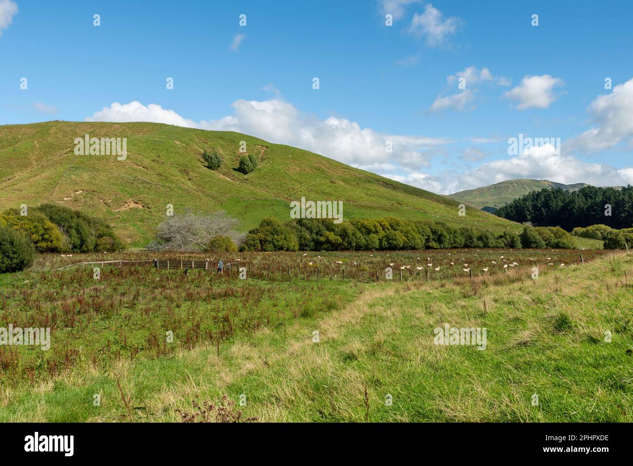 Hillside landscape. Sheepdog working with a mob of sheep in a paddock in the Wairarapa, New Zealand. Stock Photo