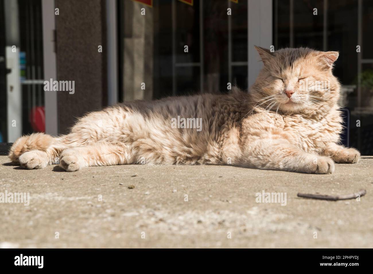 Adorable stray street cat lying in the sun Stock Photo - Alamy