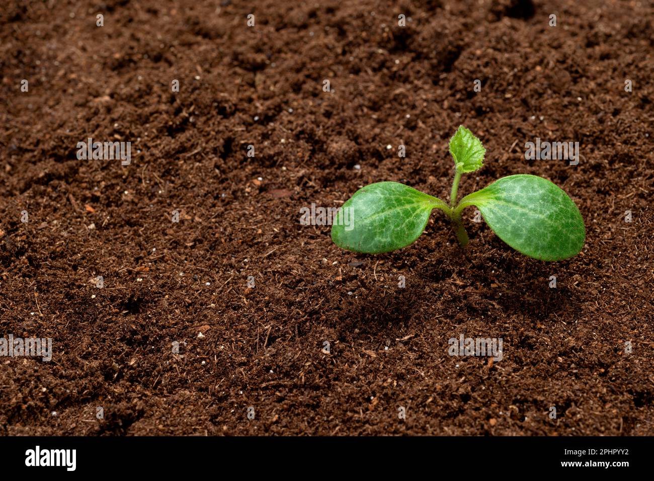 Horizontal shot of a young squash sprout in potting soil with copy