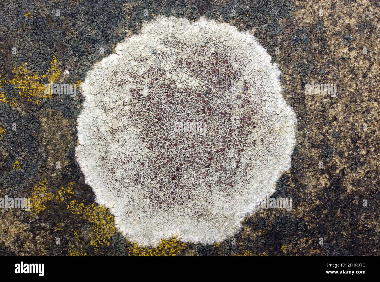 Lecanora campestris is a crustose lichen found on calcareous stone and walls, nutrient-enriched acidic rocks and asphalt. It is widespread in the UK. Stock Photo