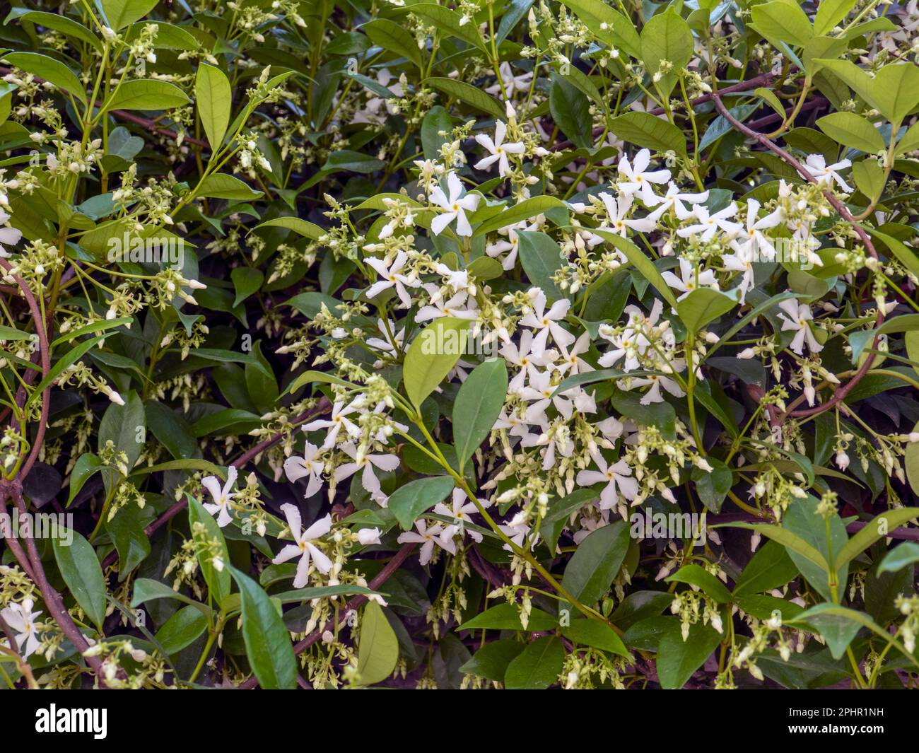 Star jasmine flowers on a blooming bush Stock Photo