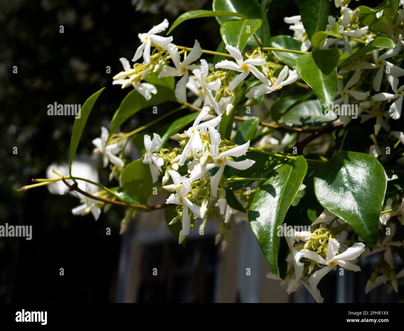 Star jasmine flowers on a blooming bush Stock Photo