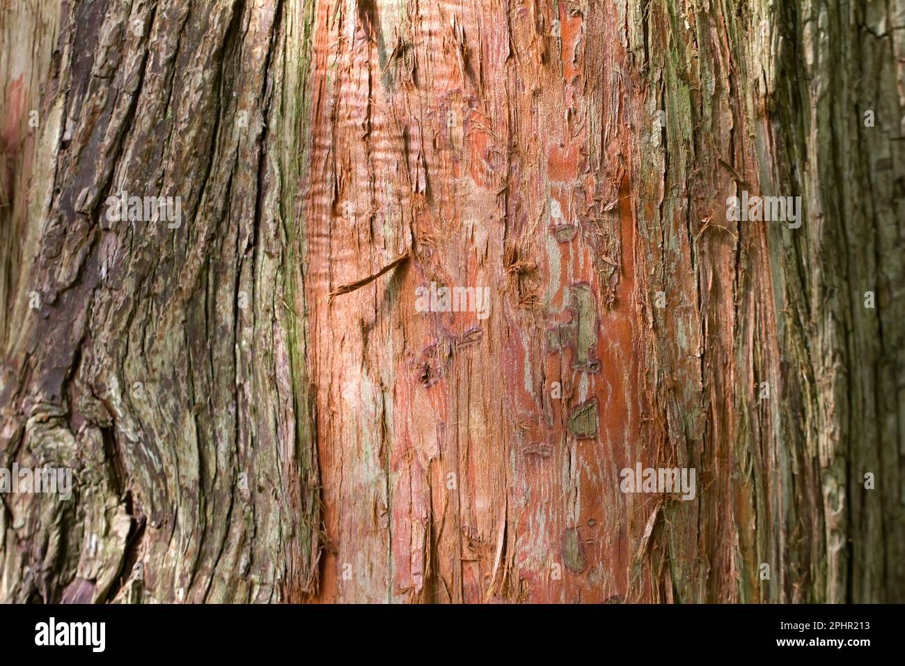 Bark of a Dawn Redwood (lat. Metasequoia glyptostroboides Stock Photo