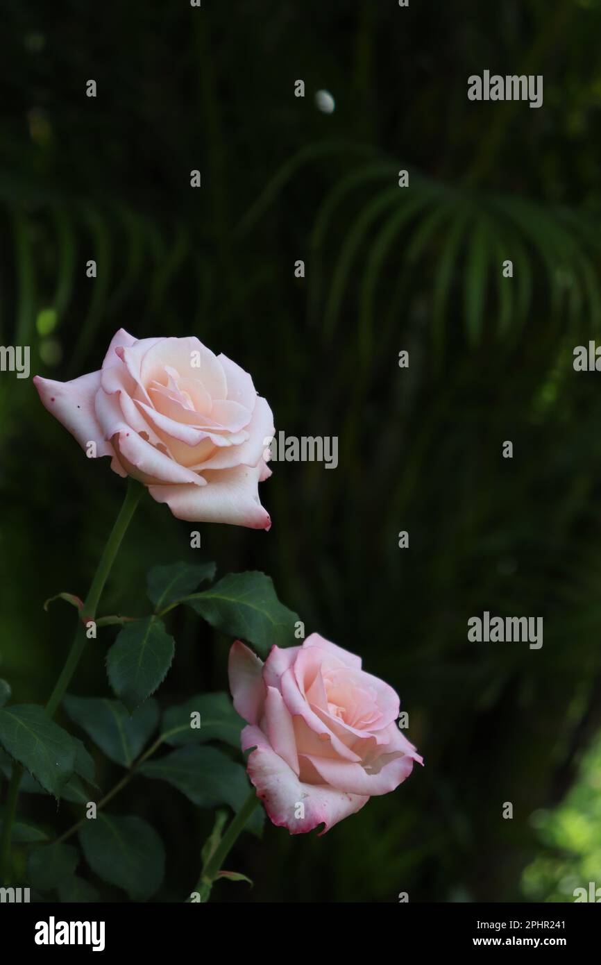 Wallpaper roses hi-res stock photography and images - Alamy