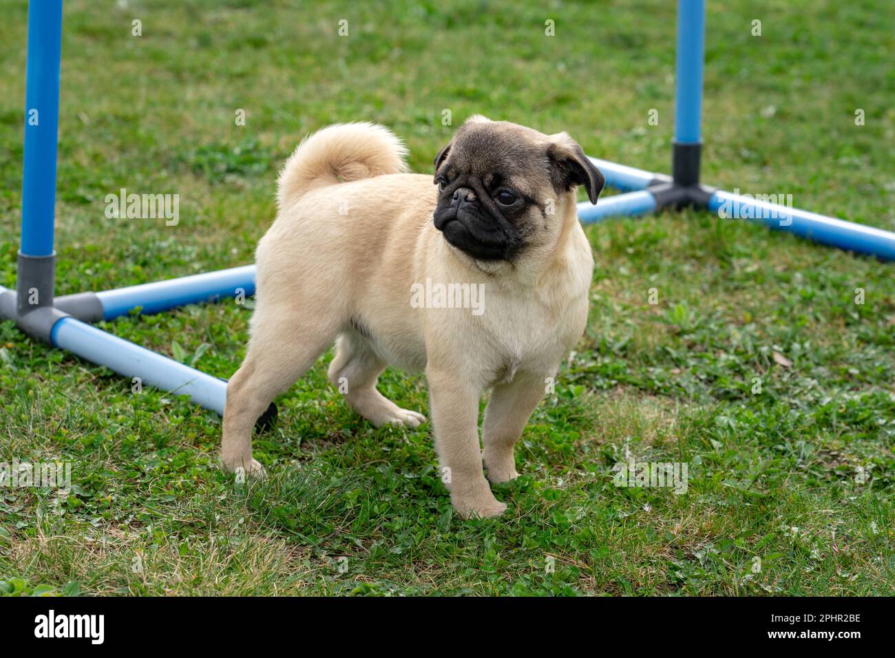 little mops pug dog puppy in a dog school has been trained outdoor . Stock Photo