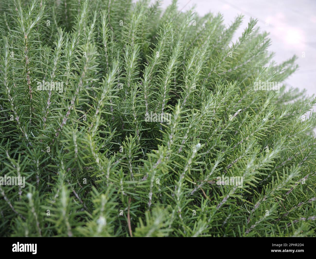 Rosemary (Salvia rosmarinus or Rosmarinus officinalis). This plant is an aromatic evergreen shrub with leaves similar to needles. The leaves are used Stock Photo