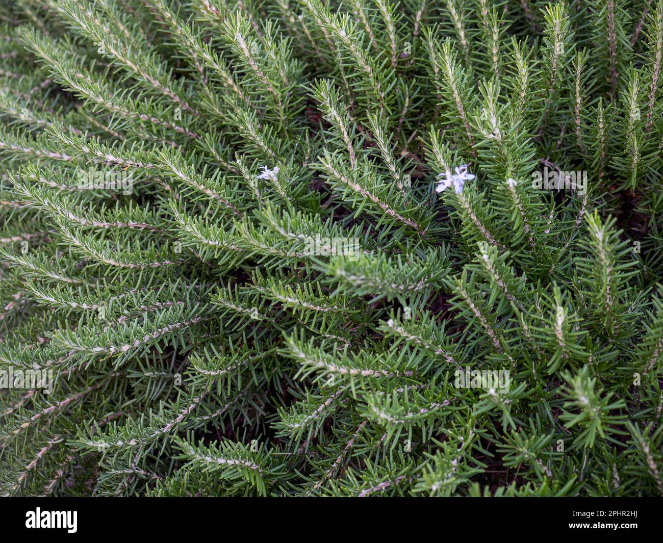 Rosemary (Salvia rosmarinus or Rosmarinus officinalis). This plant is an aromatic evergreen shrub with leaves similar to needles. The leaves are used Stock Photo