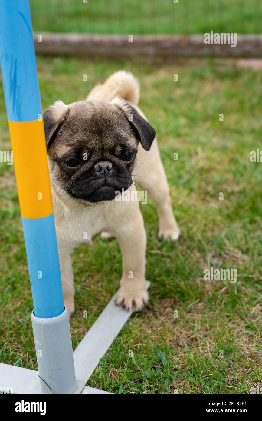 little mops pug dog puppy in a dog school has been trained outdoor . Stock Photo