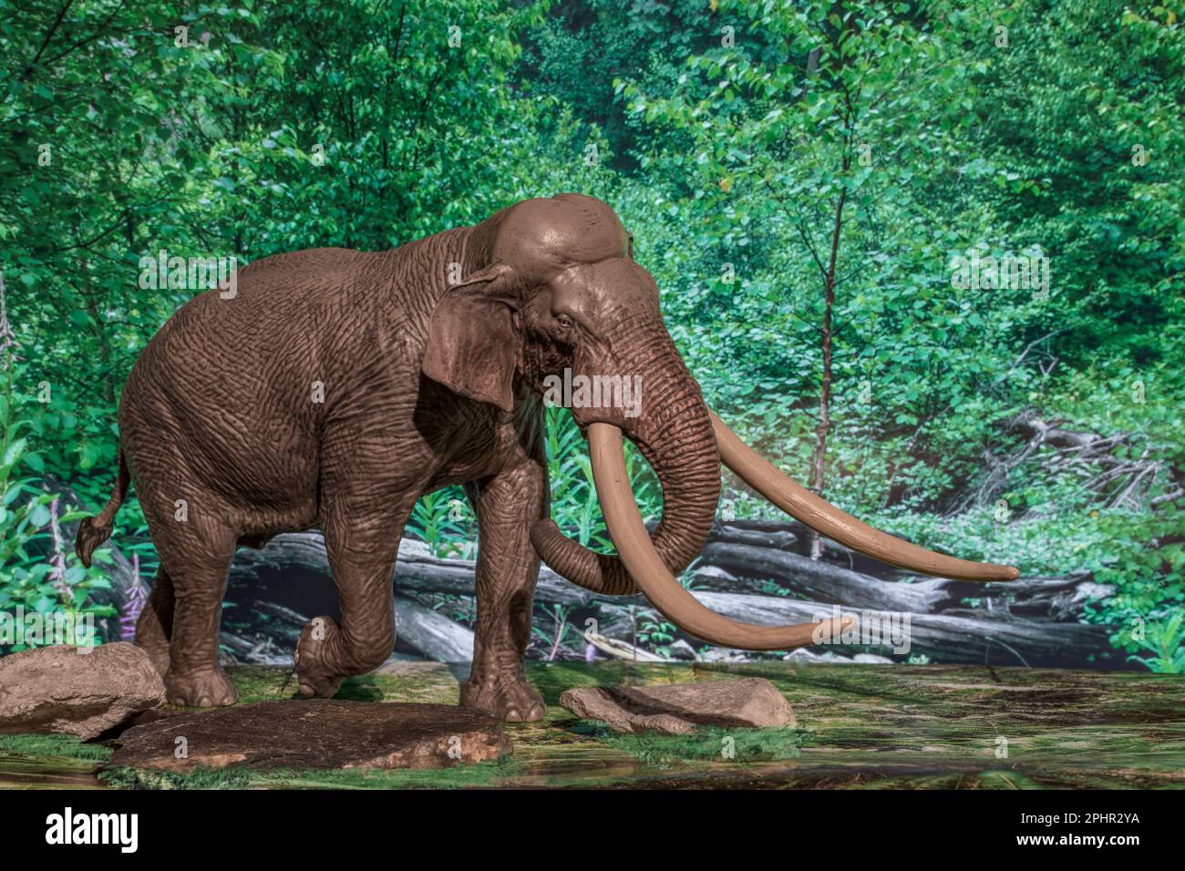 The “straight-tusked elephant” roamed Europe and Western Asia and flourished during interglacial periods spreading as far west as Great Britain. Stock Photo