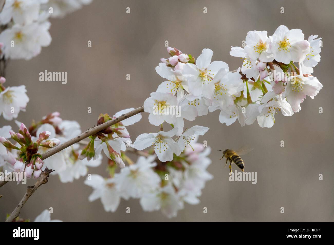Honey bee, Apis mellifera, Bee flying, Prunus kurilensis, Brillant, Prunus, Blossoms Stock Photo