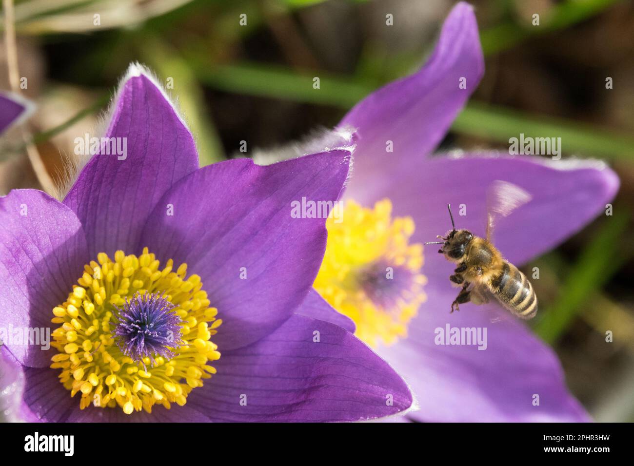 European honey bee, Flying, Flower, Pasque flower, Pulsatilla vulgaris, Bee-friendly, Plant in Early spring, Insect Stock Photo