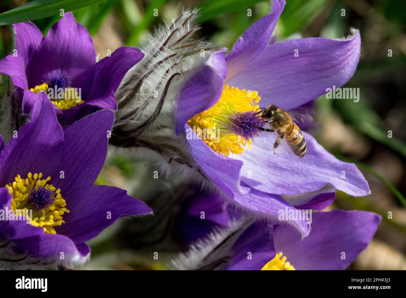 Pasque flower, Insect, Pulsatilla, Flower, Honey bee, Closeup, Bee, Apis mellifera, Bee-friendly, Plant in spring Stock Photo