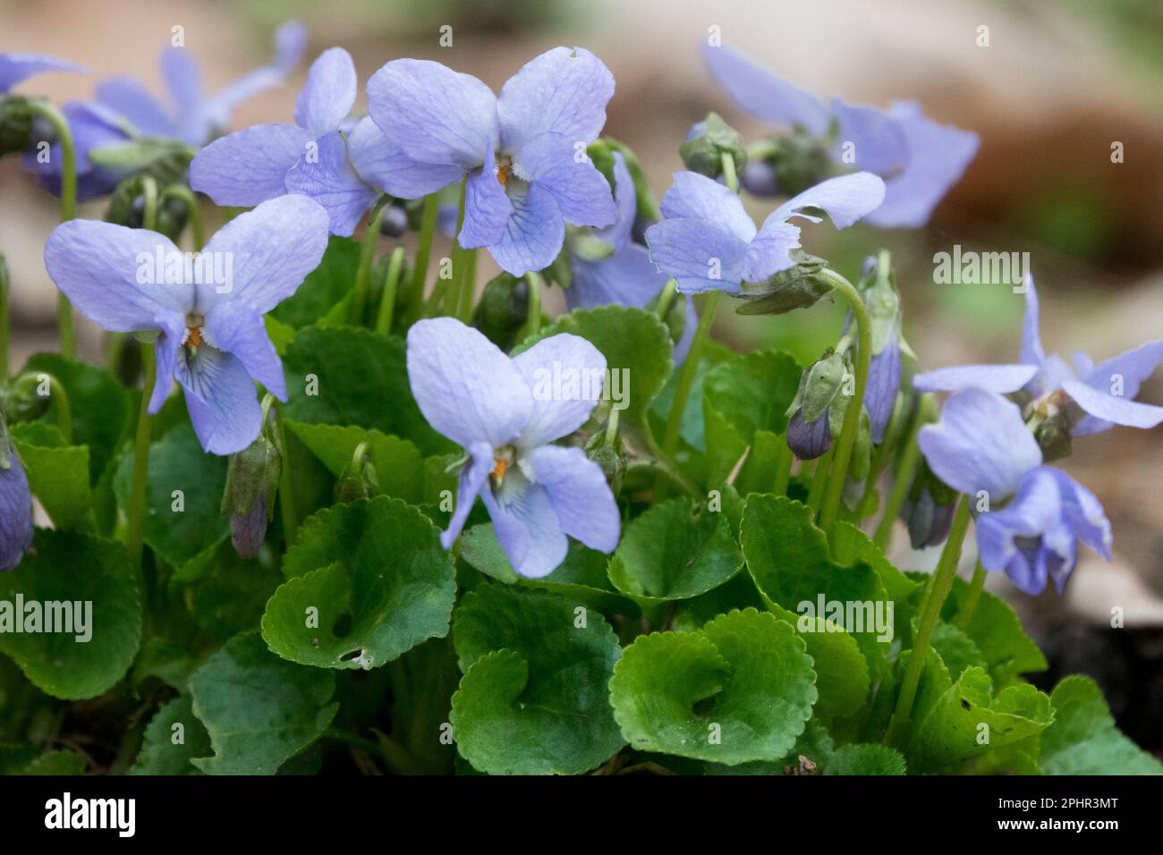 Sweet violet, Viola 'Reine de Neige' Stock Photo