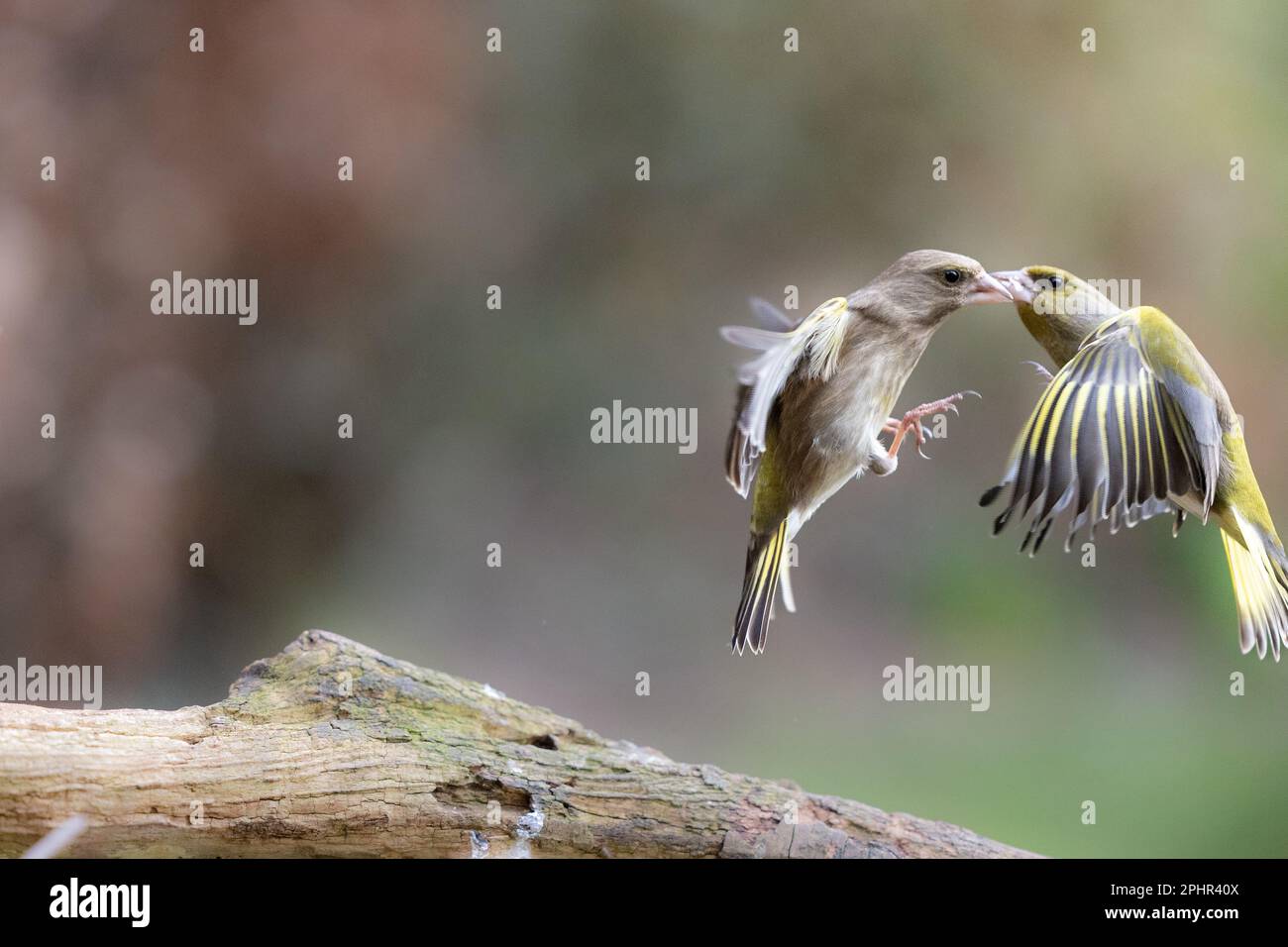 Male and female Greenfinches (Chloris chloris) fight in mid air - Yorkshire, UK (February 2023) Stock Photo