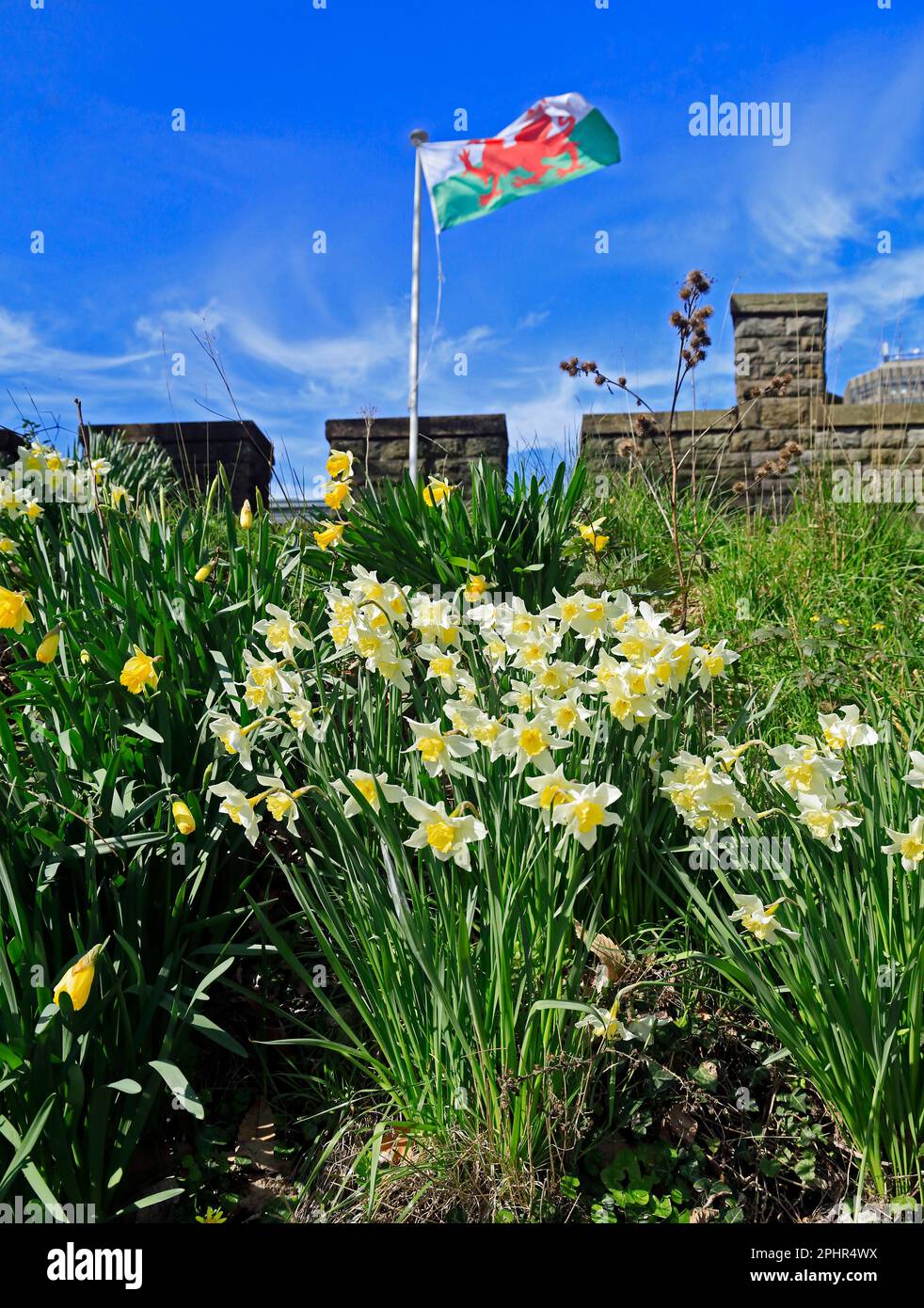 The Welsh Dragon Welsh National flag and Daffodils at Cardiff Castle. March 2023. Spring. Y Ddraig Goch Stock Photo