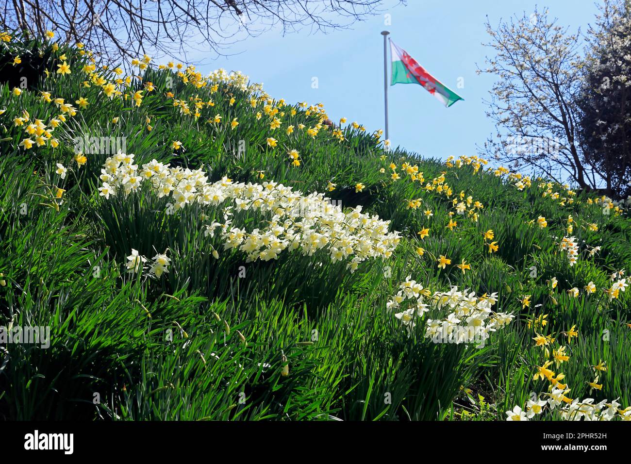 The Welsh Dragon Welsh National flag and Daffodils at Cardiff Castle. March 2023. Spring. Y Ddraig Goch Stock Photo