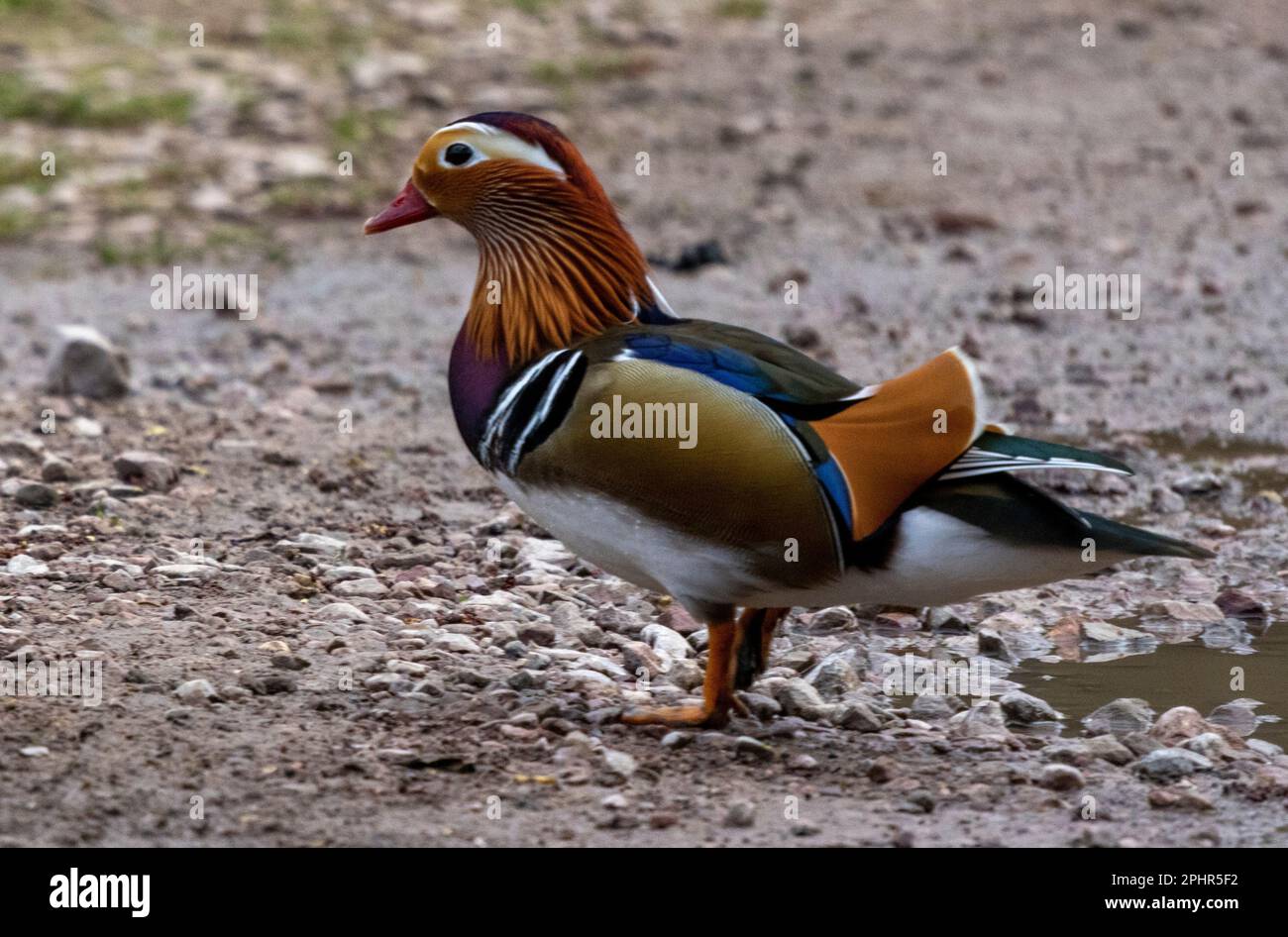 mandarin duck out the water eating bird seed from under the bird