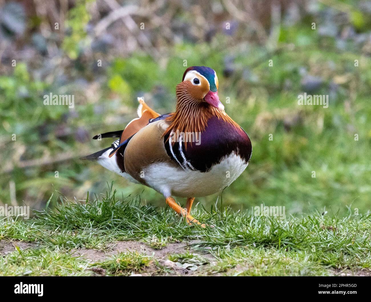 mandarin duck out the water eating bird seed from under the bird ...