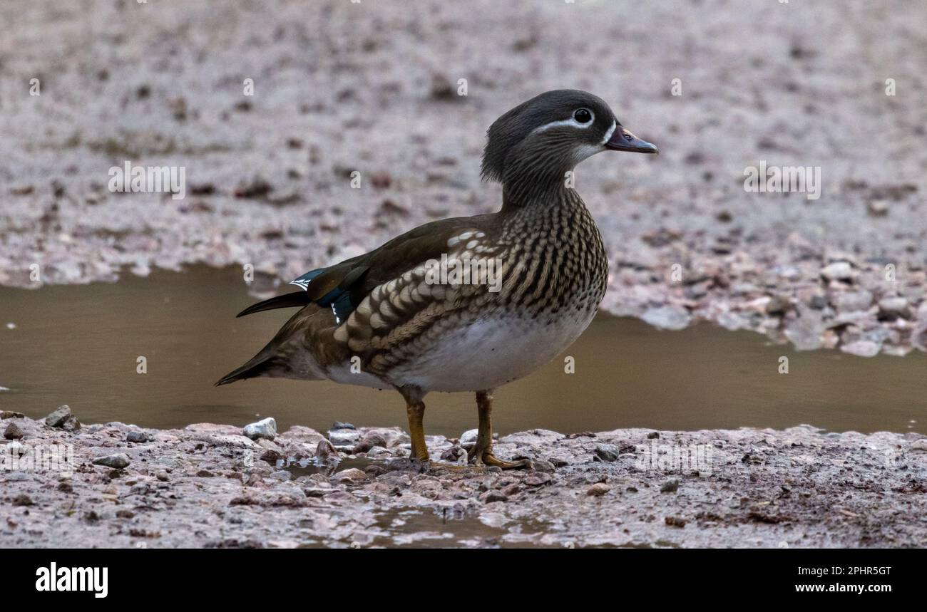 mandarin duck out the water eating bird seed from under the bird